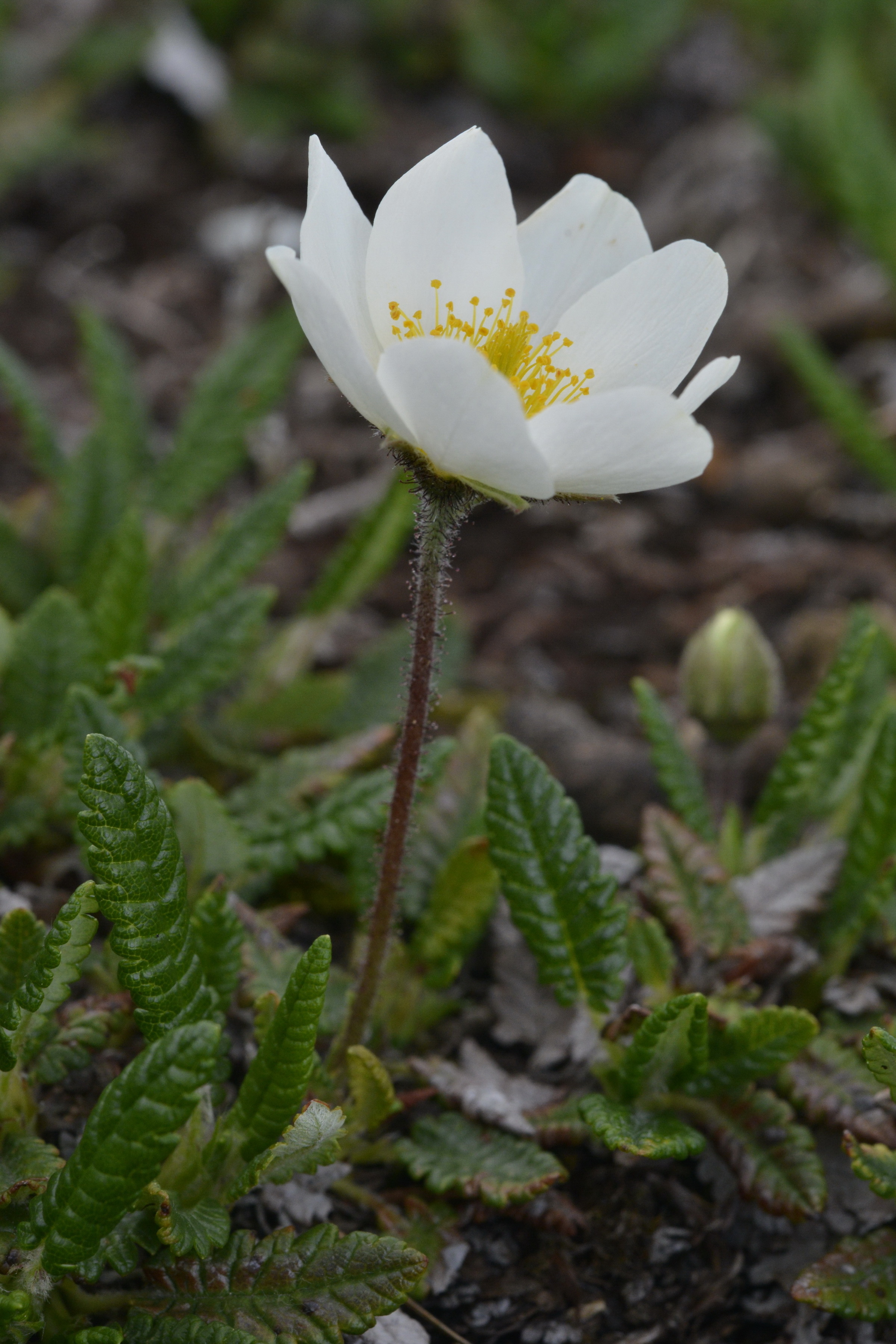 Dryas Octopetala L 